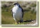 Falklands2507