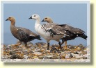 Falklands2527