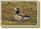 Falklands2554