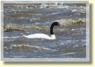 Falklands2613