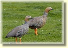 Falklands2694