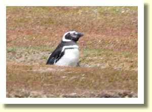 Falklands2834