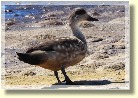 Falklands285