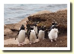 Falklands2973