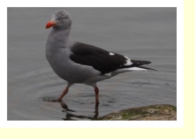 Antarctica211