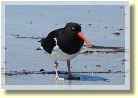 Falklands21443