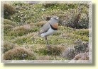 Falklands22101