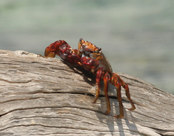 Crab
